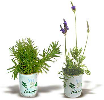 Can Flowers Lavender Can Flowers Lavender